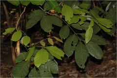 Otonephelium stipulaceum